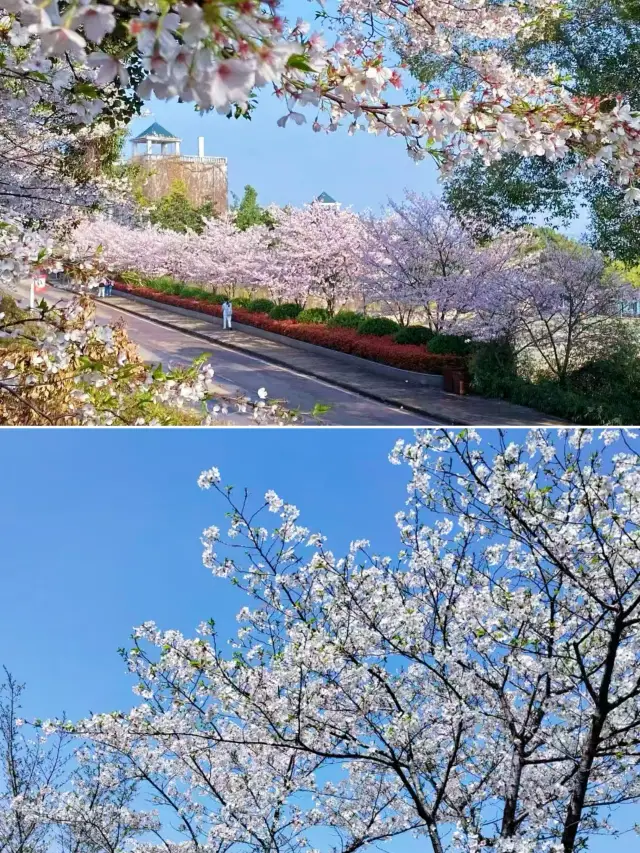 우한 봄 한정 | 대학교 캠퍼스에 숨겨진 벚꽃~