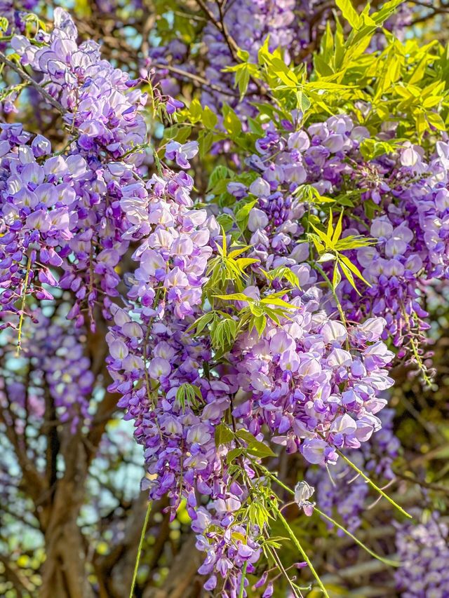 西昌限定！邂逅夢幻紫藤花瀑布