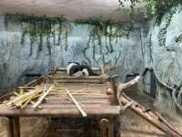 深圳野生動物園玩轉攻略，萌獸奇遇之旅