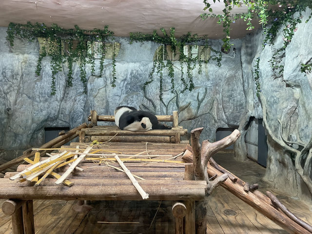 深圳野生動物園玩轉攻略，萌獸奇遇之旅