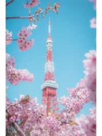 東京タワーと桜の絶妙な組み合わせ🌸｜撮影スポット紹介
