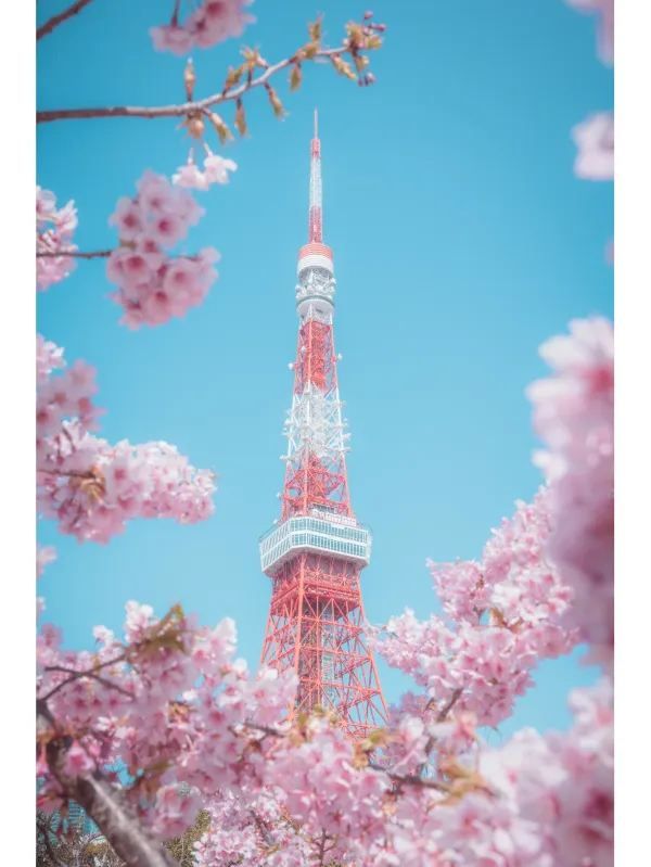 東京タワーと桜の絶妙な組み合わせ🌸｜撮影スポット紹介