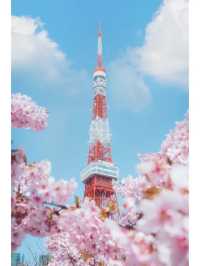 東京タワーと桜の絶妙な組み合わせ🌸｜撮影スポット紹介
