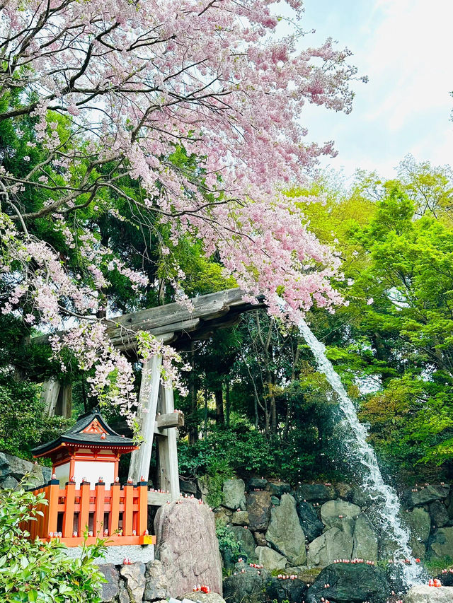 🌸抓住櫻花尾巴，勝尾寺的絕美時光