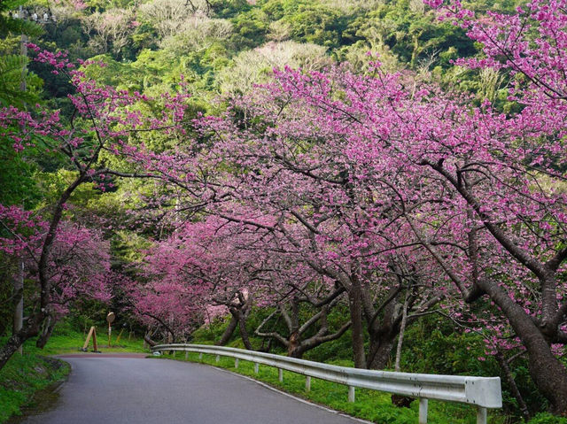 🌸寶子們，一定要來沖繩看看八重岳的櫻花呀！💕