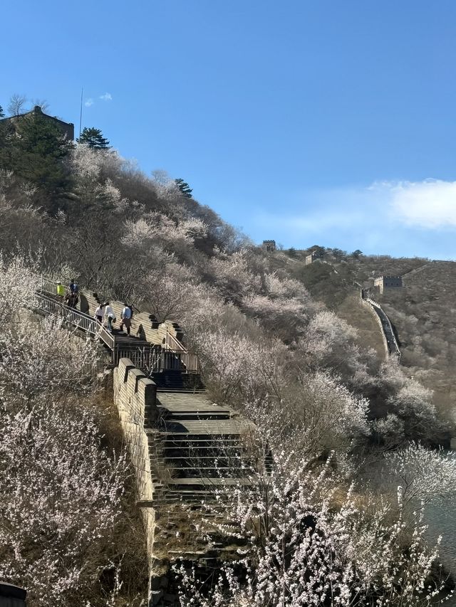 北京1.5小時直達的塞外江南！黃花城水長城花海已上線