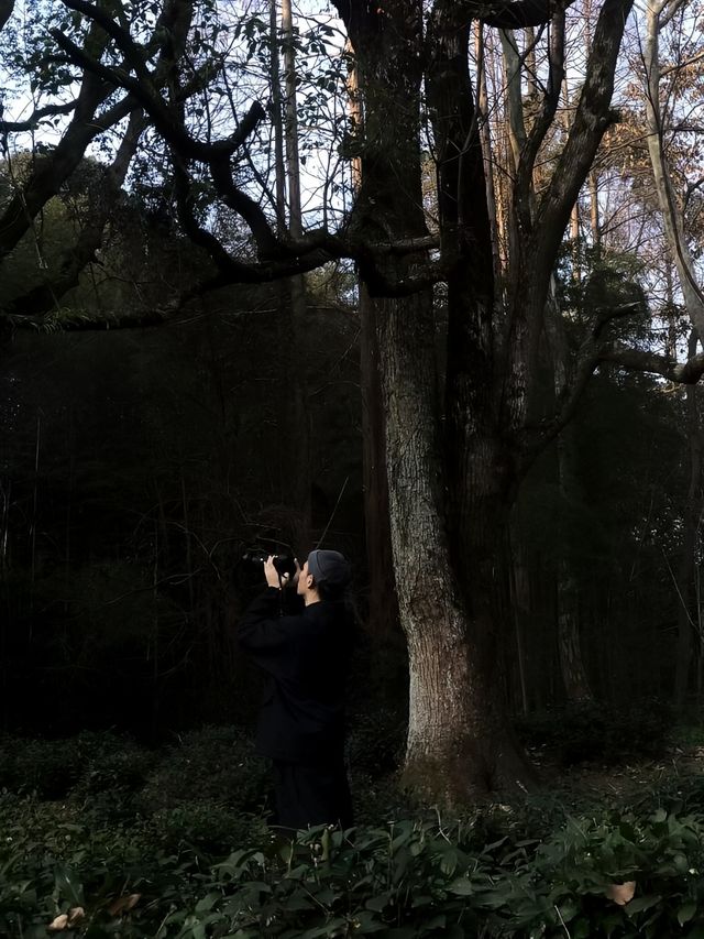 西湖雲築享受躺平人生