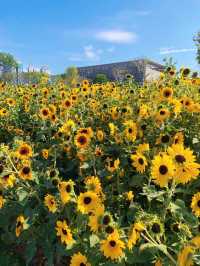 🌻深圳桂灣公園 | 邂逅宮崎駿同款向日葵花海