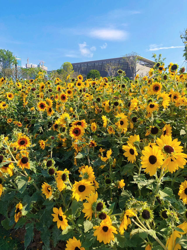 🌻深圳桂灣公園 | 邂逅宮崎駿同款向日葵花海