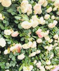 04女大學生嘅漫花莊園.冇女仔可以拒絕嘅花莊園