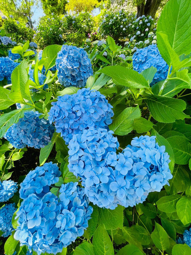 小田原城 | 繡球花與古城的浪漫邂逅