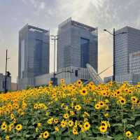 上海初夏頂流🌻✨地鐵直達的夢幻向日葵花海！