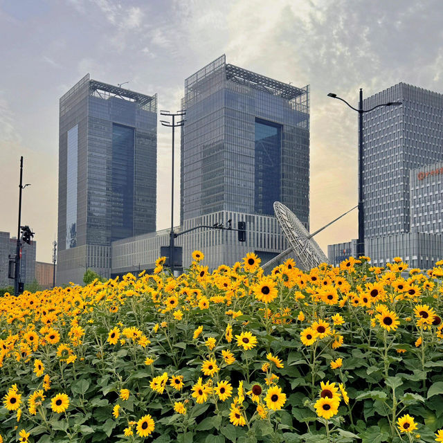 上海初夏頂流🌻✨地鐵直達的夢幻向日葵花海！