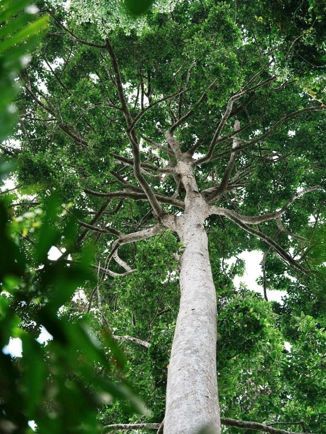 泰國考艾國家公園交通攻略｜探秘隱世森林秘境