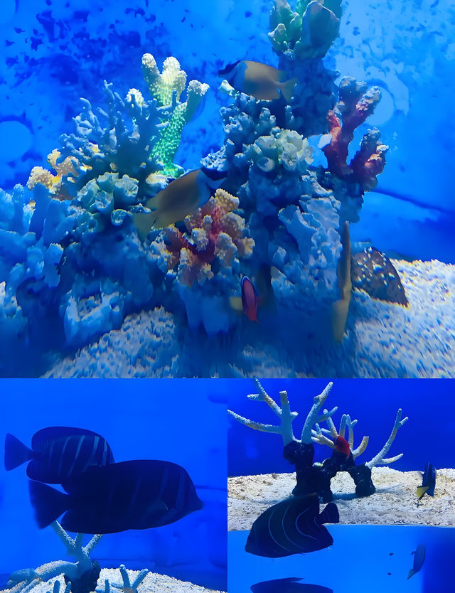 漳州天柱山海洋館：夢幻海洋世界