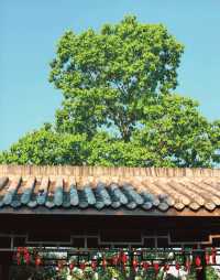 喺湖州出差嗰陣，我無意中發現咗一個寧靜嘅小村莊。
