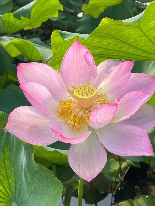 靈川賞荷靚到爆