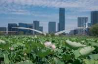 衝衝衝，杭州「荷花秘境」完美綻放！