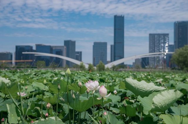 衝衝衝，杭州「荷花秘境」完美綻放！