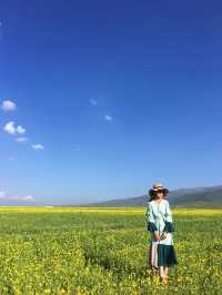 青海湖油菜花旅遊攻略｜邂逅金黃花海