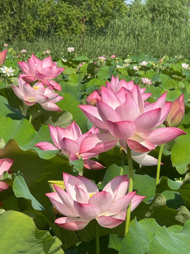 唔好再去西湖同人逼人！湘湖花海賞荷超絕攻略