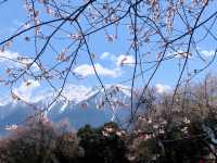 【墨脫·林芝桃花節】藏地秘境的粉色暴擊！人少景靚