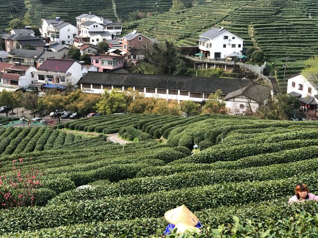 浙江|杭州 龍井村 旅遊攻略