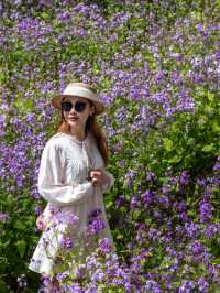 大連闖入莫奈花園！這片紫色花海美到失語～