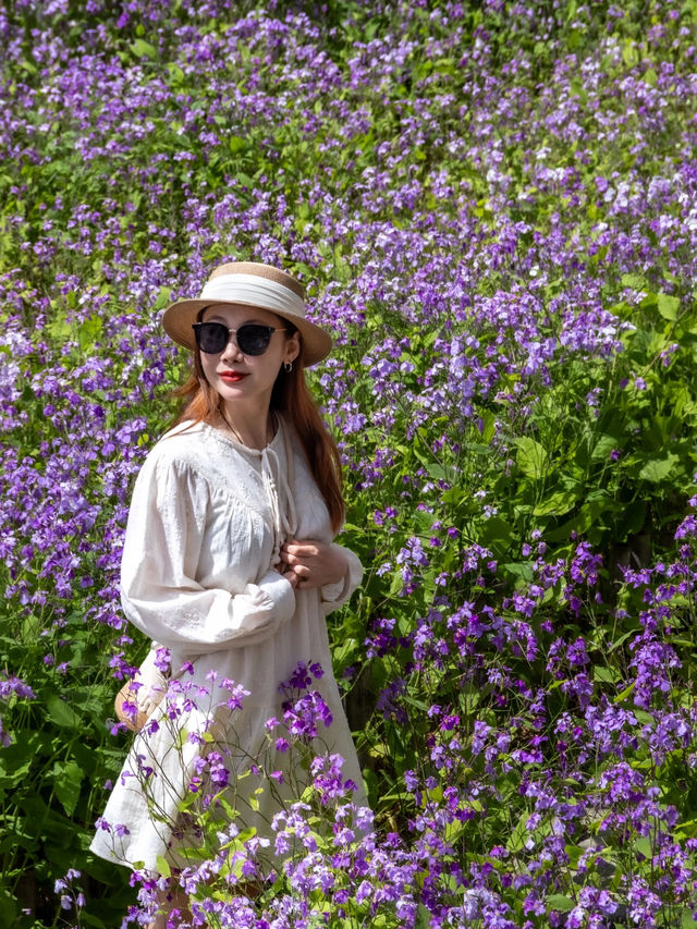 大連闖入莫奈花園！這片紫色花海美到失語～