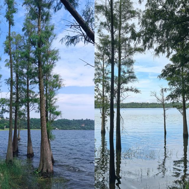 全球僅存2個瑪珥湖之一！湛江湖光岩，湖水清澈到連落葉都不會沉