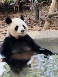 2025年暑假深圳野生動物園避坑指南