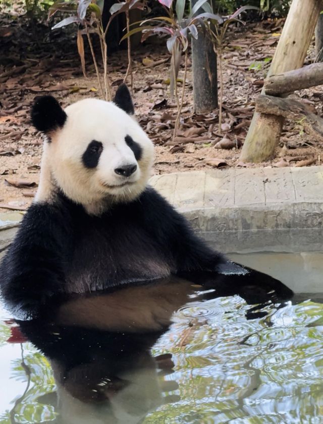 2025年暑假深圳野生動物園避坑指南