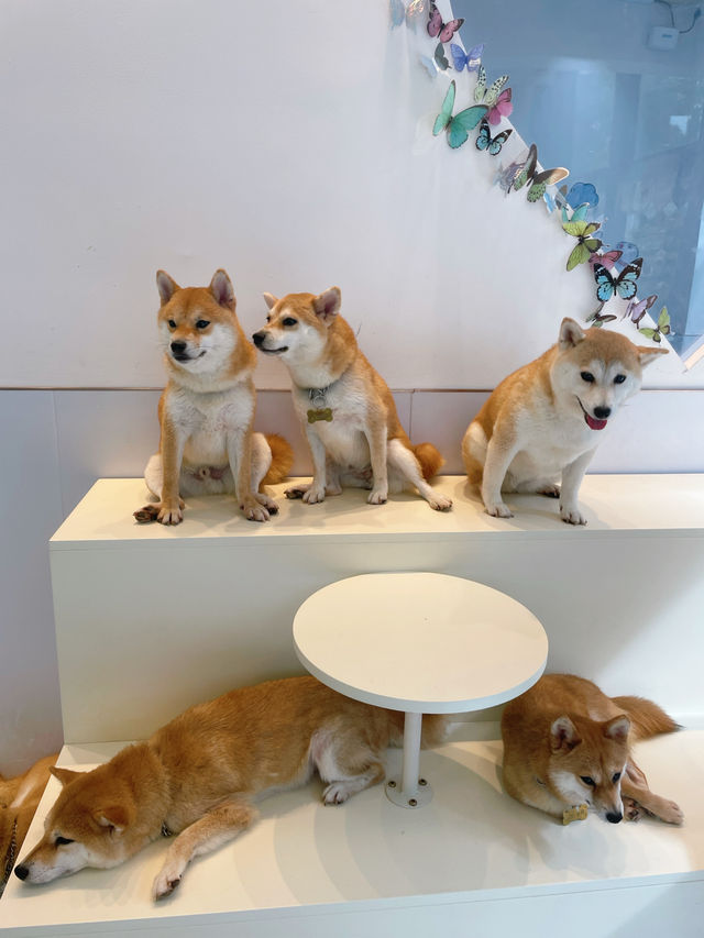 深圳新洲，柴犬天堂，太治癒啦～