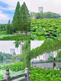 合肥賞荷攻略｜夏日限定版城市美學