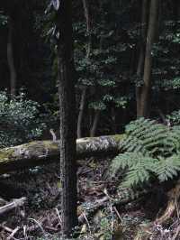 悉尼岩石區、環形碼頭同三姐妹峰