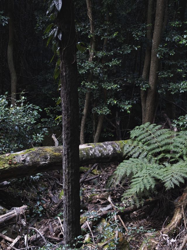 悉尼岩石區、環形碼頭同三姐妹峰