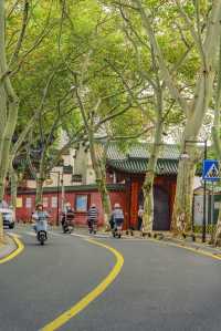 陰天逛九江梧桐大道？暗調照片自帶復古濾鏡，美到犯規