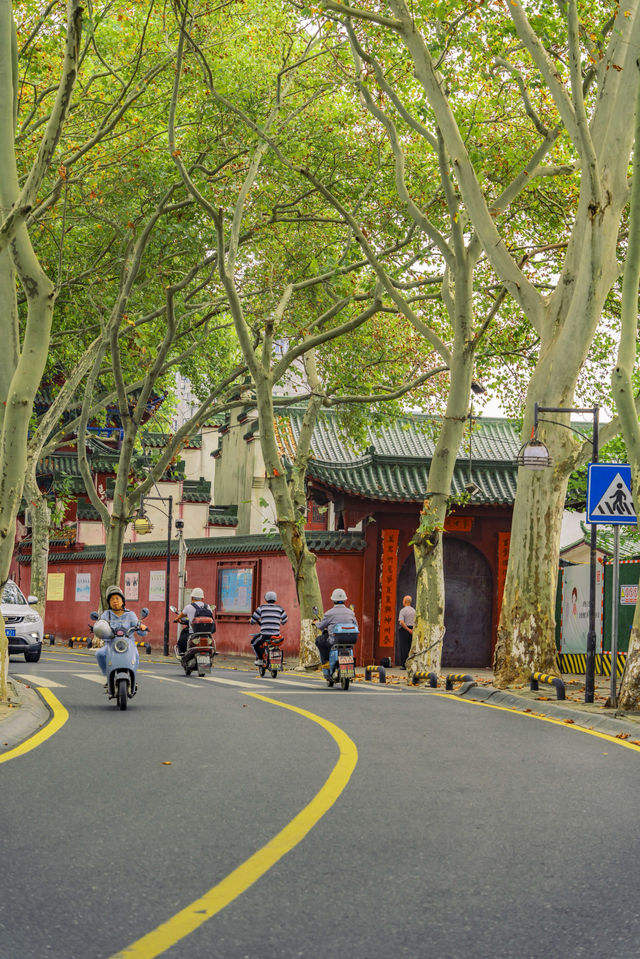 陰天逛九江梧桐大道？暗調照片自帶復古濾鏡，美到犯規