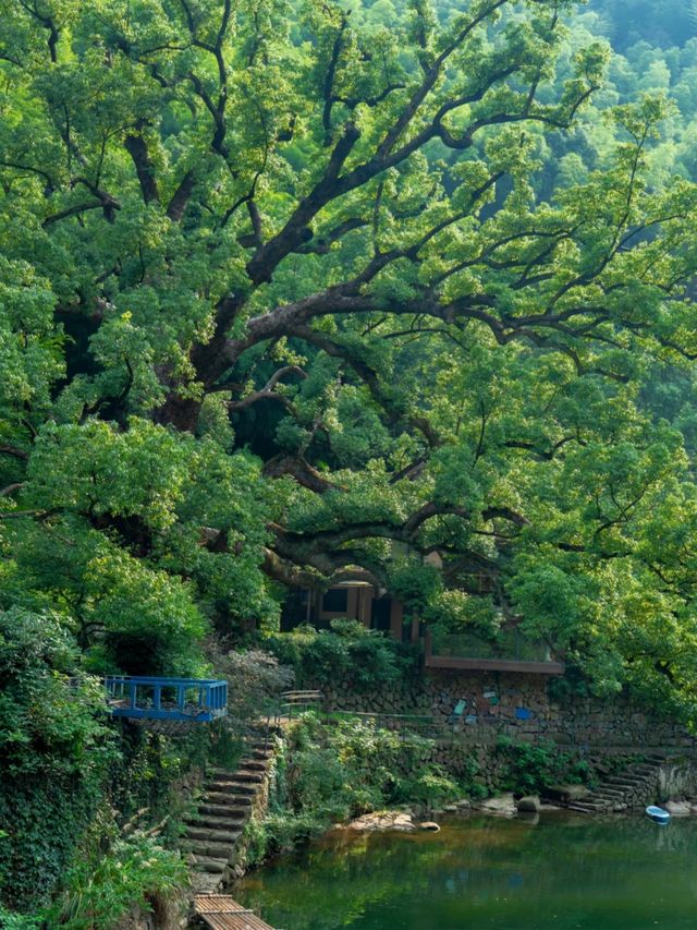 桐廬48小時避暑記：闖入26℃嘅富春江清涼結界