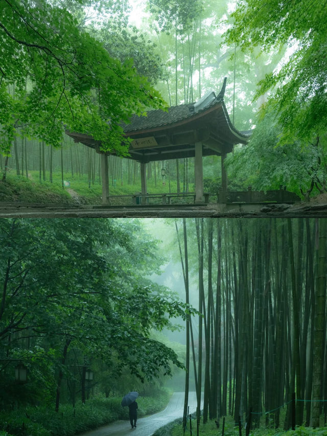 漫步杭州竹徑