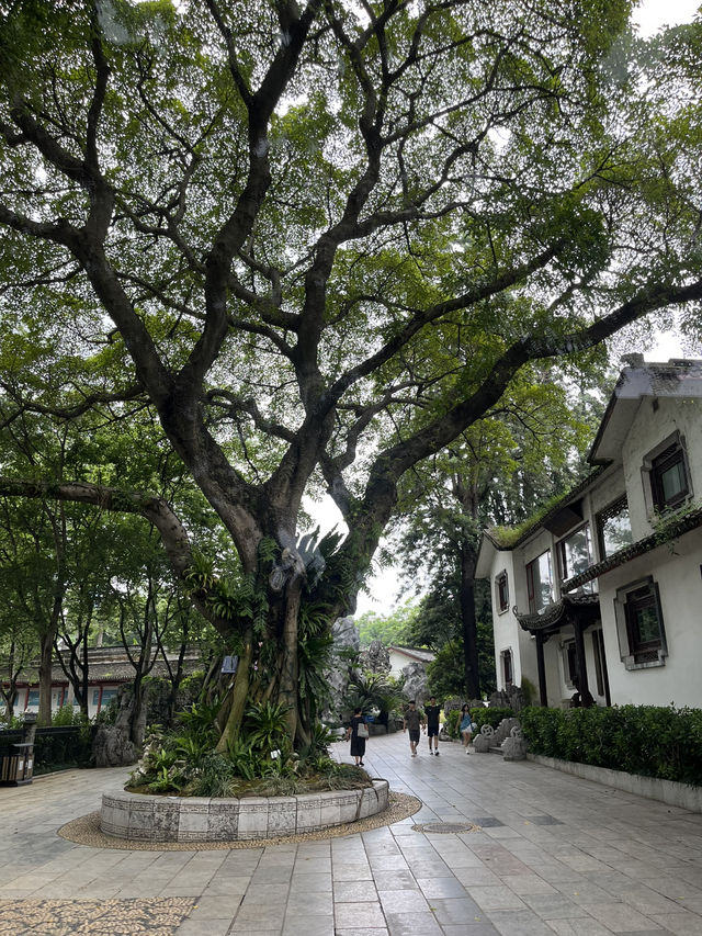 🌧️ 柳州人才懂的雨天浪漫！柳侯公園餵魚賞雨秘境大公開