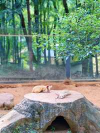 安吉百草園暑期攻略（避雷+推介）