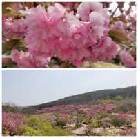 春臨濱城：大連櫻花的浪漫密語🌸