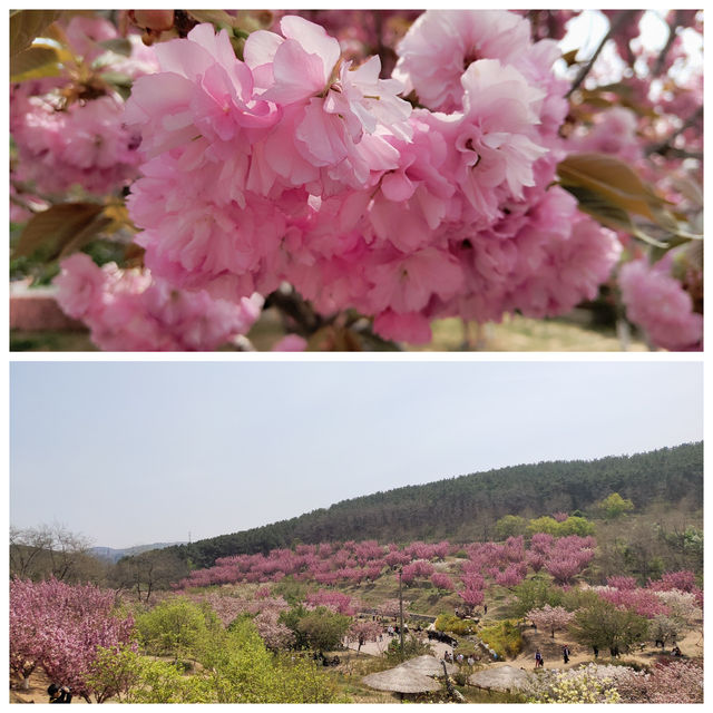 春臨濱城：大連櫻花的浪漫密語🌸