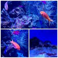 🌊那霸兩大水族館：熱帶魚與巨鯨的雙重驚喜