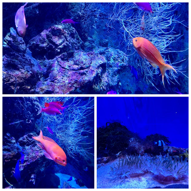 🌊那霸兩大水族館：熱帶魚與巨鯨的雙重驚喜