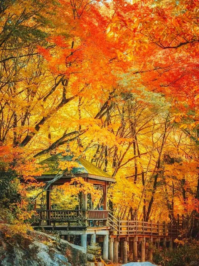 國慶後錯峰遊一定帶父母來看光霧山紅葉