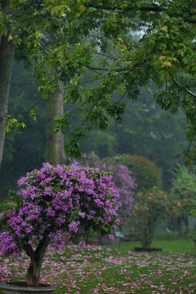 雨中漫步的絕美意境有人困在雨裡，有人雨中賞雨