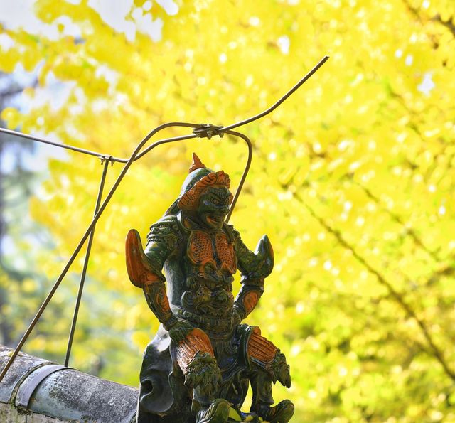 濟南大靈巖寺銀杏季震撼來襲！一片金黃美到窒息