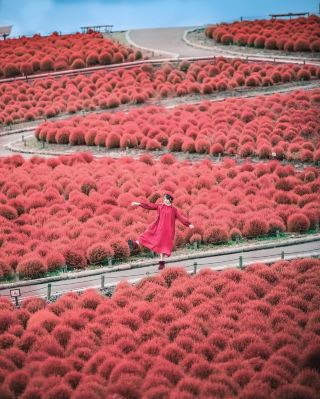 Absolutely stunning! Hitachi Seaside Park's autumn-only red carpet
